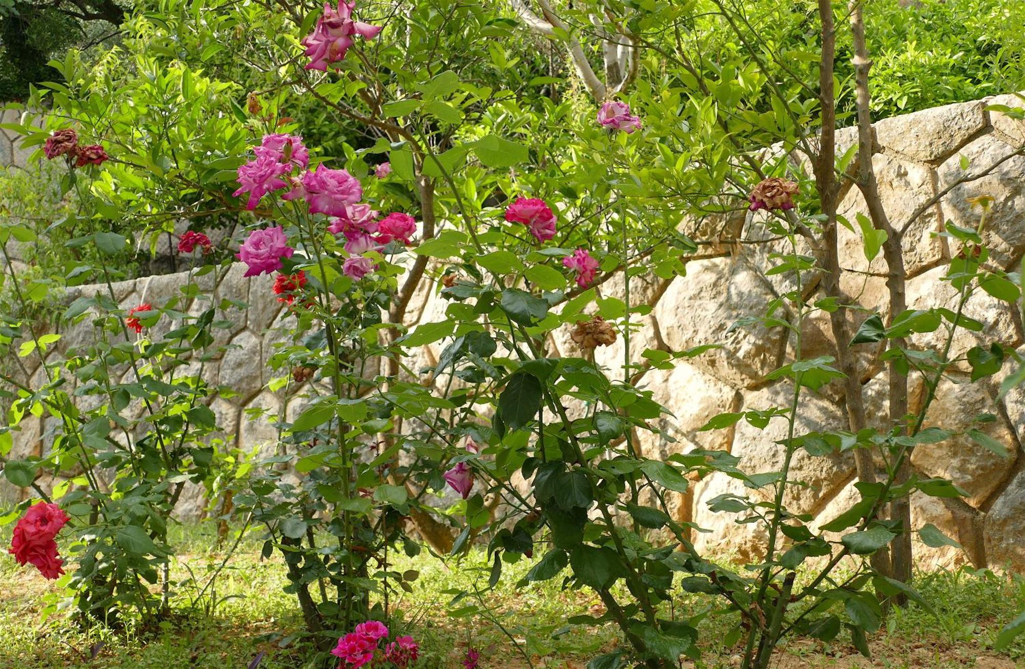 B&B Garni Toni Supetarska Draga Szoba fotó